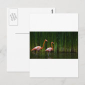 CARTE POSTALE FLAMANT ROSE ROSE (Devant / Derrière)