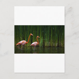 CARTE POSTALE FLAMANT ROSE ROSE