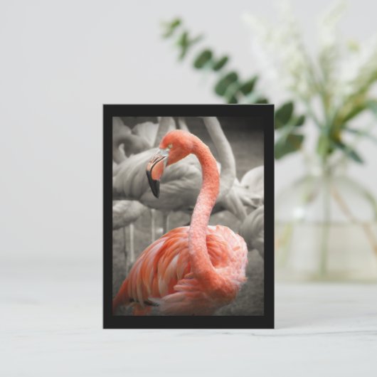 Carte postale Flamant rose rose (Debout devant)