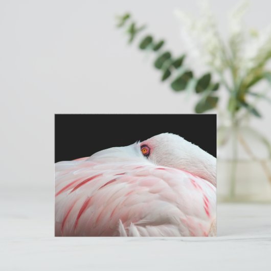Carte postale Flamant rose rose (Debout devant)