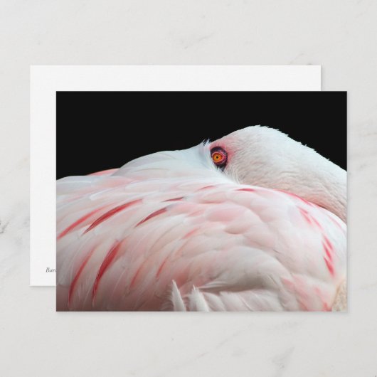 Carte postale Flamant rose rose (Devant / Derrière)