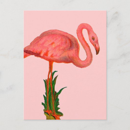 Carte Postale Flamant rose rose (Devant)