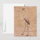 Carte Postale Flamant rose rose (Devant / Derrière)