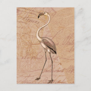 Carte Postale Flamant rose rose