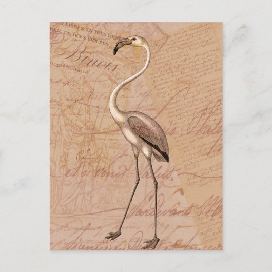 Carte Postale Flamant rose rose (Devant)