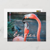 Carte Postale Flamant rose rose Amis Besoins photo Script élégan (Devant / Derrière)
