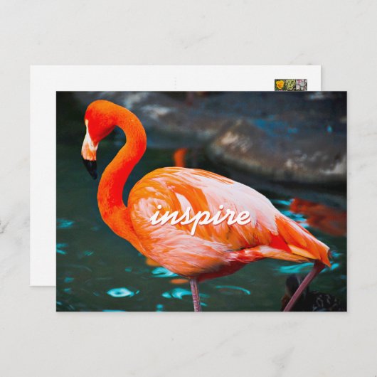 Carte Postale Flamant rose rose élégant Photo Inspirer Script mo (Devant / Derrière)