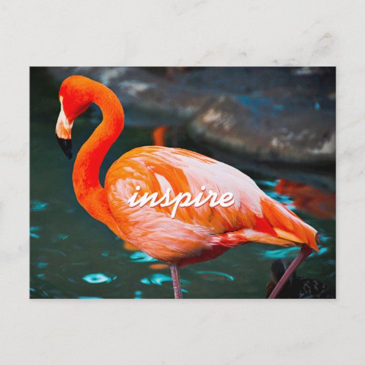 Carte Postale Flamant rose rose élégant Photo Inspirer Script mo (Devant)