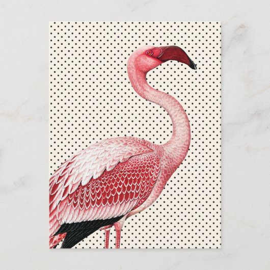 Carte Postale Flamant rose rose et Pois Vintages (Devant)
