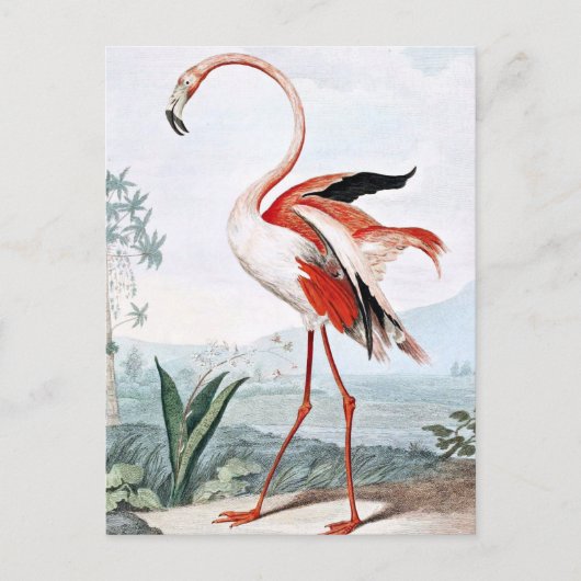 Carte Postale Flamant rose rose Oiseau Art Vintage (Devant)