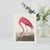 Carte Postale Flamant rose rose par John Audubon (Debout devant)
