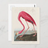 Carte Postale Flamant rose rose par John Audubon (Devant / Derrière)