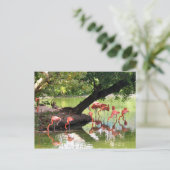 Carte Postale Flamant rose rose - photo de la faune (Debout devant)