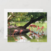 Carte Postale Flamant rose rose - photo de la faune (Devant / Derrière)