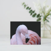 Carte Postale Flamant rose rose Tropical (Debout devant)