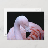 Carte Postale Flamant rose rose Tropical (Devant / Derrière)