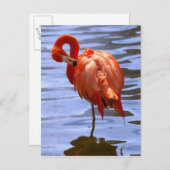 Carte Postale Flamant rose sur une jambe dans l'eau (Devant / Derrière)
