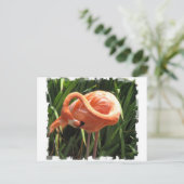 Carte postale Flamant rose tropical (Debout devant)