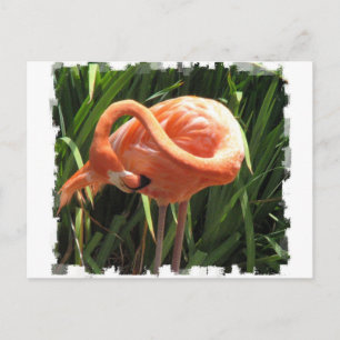 Carte postale Flamant rose tropical