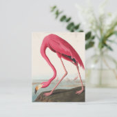 Carte Postale Flamant rose vintage (Debout devant)