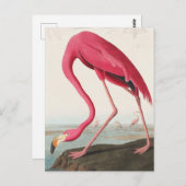Carte Postale Flamant rose vintage (Devant / Derrière)
