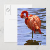 Carte Postale Flamant sur une jambe dans l'eau (Devant / Derrière)