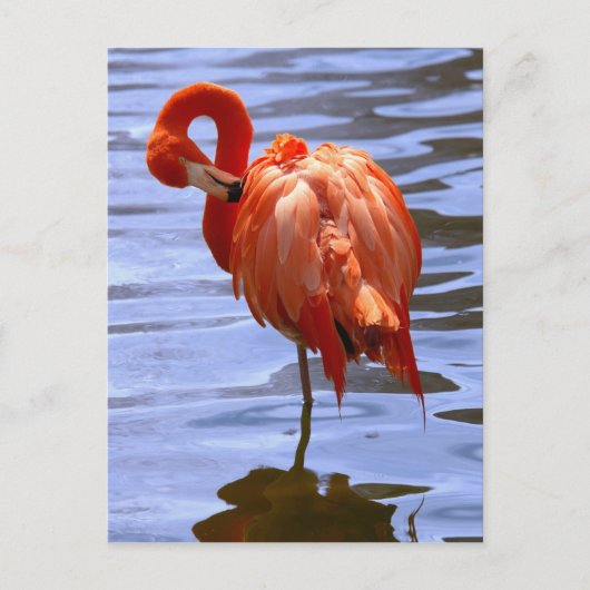 Carte Postale Flamant sur une jambe dans l'eau (Devant)