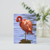 Carte Postale Flamant sur une jambe dans l'eau (Debout devant)