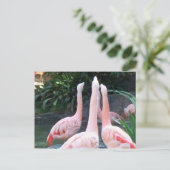 Carte Postale Flamants chanteurs (Debout devant)