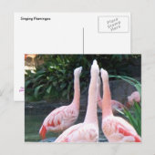 Carte Postale Flamants chanteurs (Devant / Derrière)