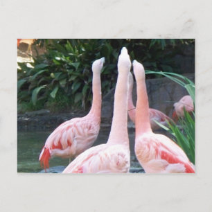 Carte Postale Flamants chanteurs