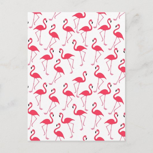Carte Postale flamants Flimingos (Devant)
