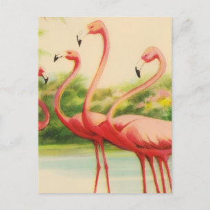 Carte Postale Flamants Rétro