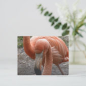 Carte postale Flamants roses (Debout devant)