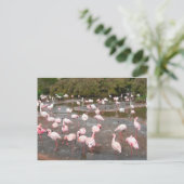 carte postale Flamants roses (Debout devant)