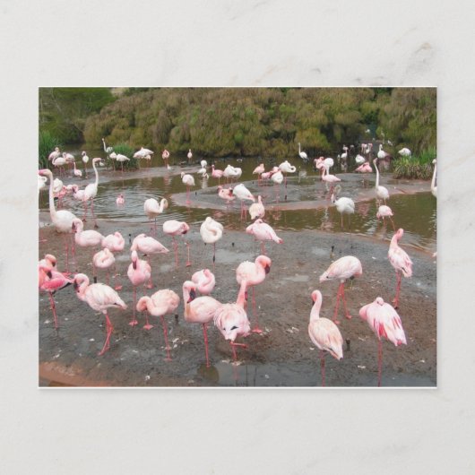 carte postale Flamants roses (Devant)