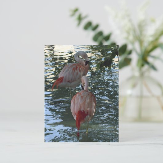 Carte Postale Flamants roses (Debout devant)
