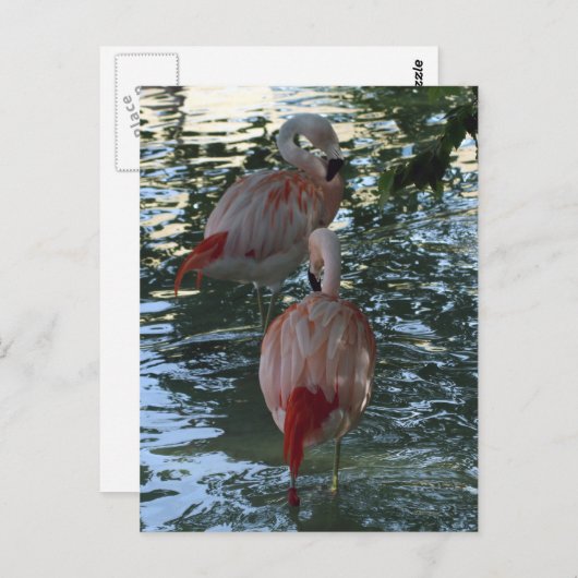 Carte Postale Flamants roses (Devant / Derrière)