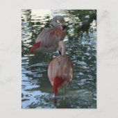 Carte Postale Flamants roses (Devant)