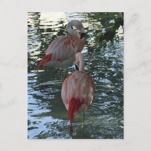 Carte Postale Flamants roses (Devant)