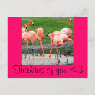 Carte Postale Flamants roses