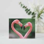 carte postale Flamants roses (Debout devant)