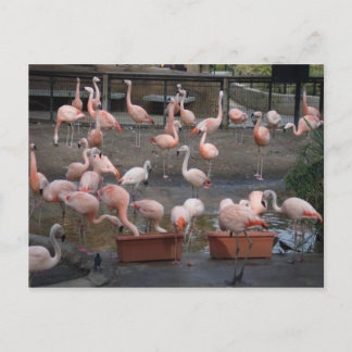 Carte Postale Flamants roses