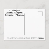 Carte Postale Flamants roses (Dos)