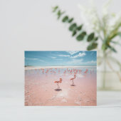 Carte Postale Flamants roses (Debout devant)