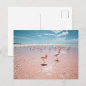 Carte Postale Flamants roses (Devant / Derrière)