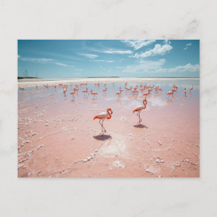 Carte Postale Flamants roses