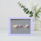 Carte Postale Flamants roses (Debout devant)