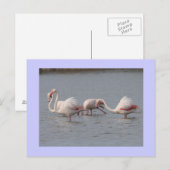 Carte Postale Flamants roses (Devant / Derrière)
