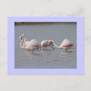 Carte Postale Flamants roses